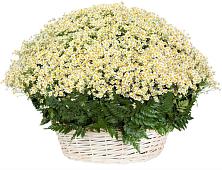 Цветочная композиция из Ромашки в корзине #REPLACE_PRED# Перелёшинский